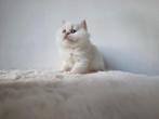 Longhair British kitten, Poes, Ontwormd, 0 tot 2 jaar