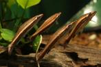 Nannostomus eques - Bruin Potloodvisje - Koidream Valburg