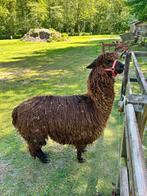 Alpaca, Mannelijk, Voor 1 juli 2024