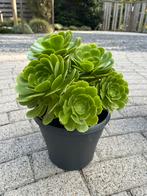 AEONIUM vetplant/terrasplant, Volle zon, Vaste plant, Zomer, Ophalen