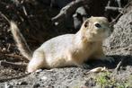 Richardson eekhoorn, Dieren en Toebehoren, Knaagdieren, Overige typen, Meerdere dieren