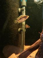 Parachromis loisellei groepje, Dieren en Toebehoren, Vis