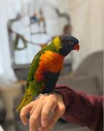 Lori papegaai, Vrouwelijk, Papegaai, Tam