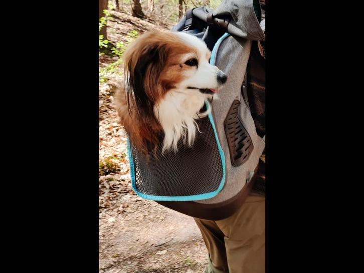 Kurgo Rugzak voor honden tot 11 kg., Dieren en Toebehoren, Honden-accessoires, Zo goed als nieuw, Ophalen of Verzenden