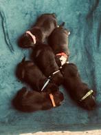 American bully XL pups, Overige rassen, CDV (hondenziekte), 8 tot 15 weken, Meerdere