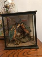 Twee ijsvogels in vitrine 19e eeuw., Verzamelen, Dierenverzamelingen, Ophalen, Gebruikt, Vogel, Opgezet dier