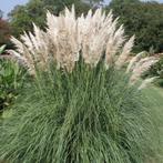 Cortaderia selloana pampasgras in 7 liter pot, Volle zon, Vaste plant, Zomer, Ophalen