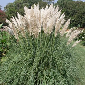 Cortaderia selloana pampasgras in 7 liter pot beschikbaar voor biedingen
