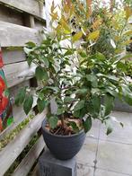 Citroen boompje op stam in goede conditie 1.10 hoog, Ophalen of Verzenden, Overige soorten, Volle zon