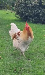 Groenlegger haan, Dieren en Toebehoren, Pluimvee, Mannelijk, Kip