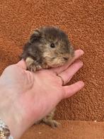 Choco otter creme tessel beer krullen stamboom fok bruin, Dieren en Toebehoren, Knaagdieren, Cavia, Mannelijk, December, Tam