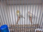Geel Isabel Mozaïek kanaries, vijf koppels en twee mannen, Dieren en Toebehoren, Vogels | Kanaries, Meerdere dieren, Kleurkanarie