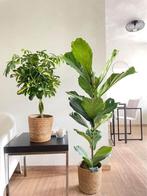 2 for 85 - Schefflera Gold Capella & Ficus Lyrata, Huis en Inrichting, Kamerplanten, Ficus, In pot, Minder dan 100 cm, Groene kamerplant
