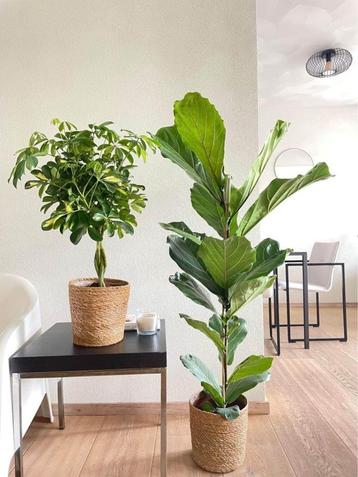 2 for 85 - Schefflera Gold Capella & Ficus Lyrata  beschikbaar voor biedingen