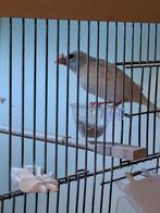 Mooie rijstvogel, Dieren en Toebehoren, Vogels | Overige Vogels, Geslacht onbekend