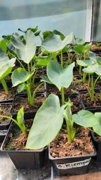 Exotische Moestuinplantjes €2,50 - €3,00, Tuin en Terras, Planten | Tuinplanten, Ophalen, Volle zon, Groenteplanten, Eenjarig