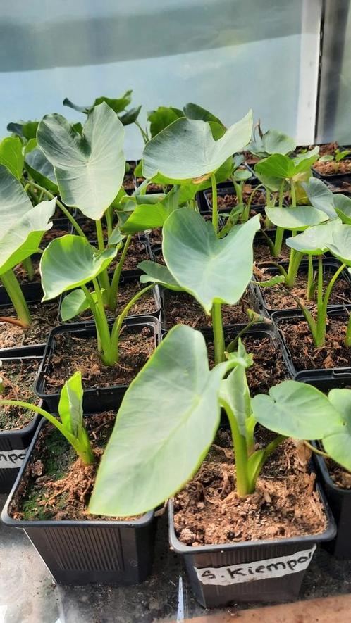 Exotische Moestuinplantjes €2,50 - €3,00, Tuin en Terras, Planten | Tuinplanten, Eenjarig, Groenteplanten, Volle zon, Zomer, Ophalen