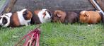 Cavia groep, zeugjes en 2 beertjes., Mei, Meerdere dieren, Cavia