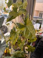 Syngonium Mojito grote gezonde plant, Huis en Inrichting, Kamerplanten, Ophalen, Halfschaduw, Minder dan 100 cm