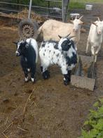 2 zwart witte geitjes, Dieren en Toebehoren, Vrouwelijk, Geit