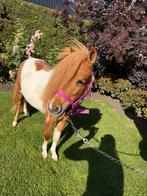 Super mooie chique shetlander merrie, Merrie, Recreatiepony, 0 tot 2 jaar