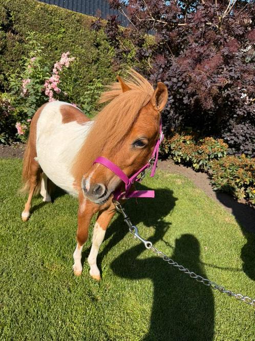 Super mooie chique shetlander merrie, Dieren en Toebehoren, Pony's, Merrie, Recreatiepony, 0 tot 2 jaar