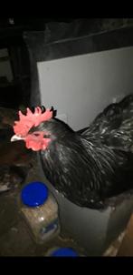 Mooie zwarte haan, half jaar oud, gratis, Dieren en Toebehoren, Pluimvee, Mannelijk, Kip