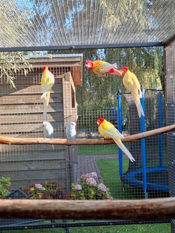 Lutino Rosella pop beschikbaar voor biedingen