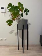 Mica Decorations pot + plantenstandaard + plant, Ophalen, Binnen, Minder dan 60 cm, Rond