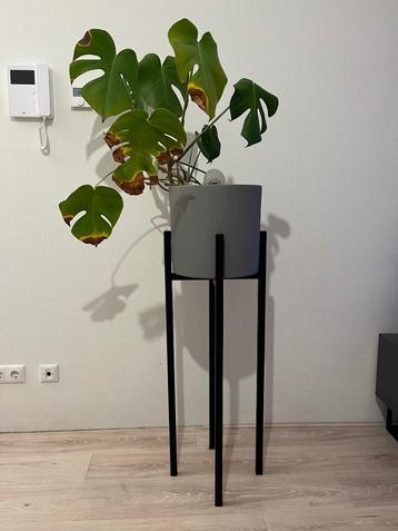 Mica Decorations pot + plantenstandaard + plant beschikbaar voor biedingen
