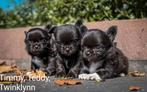 Prachtige Chihuahua pupjes, Dieren en Toebehoren, Honden | Chihuahua's en Gezelschapshonden, CDV (hondenziekte), 8 tot 15 weken