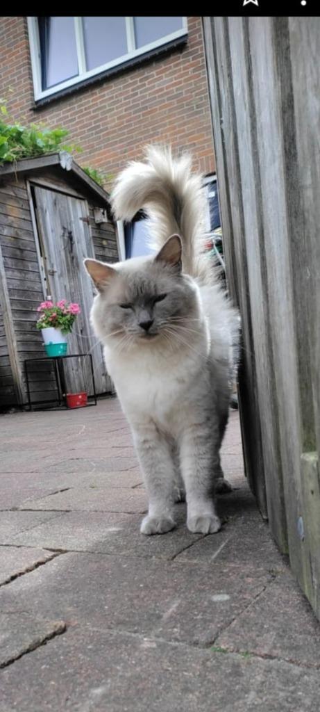 Raszuivere ragdoll dekkater met stamboom (niet te koop), Dieren en Toebehoren, Katten en Kittens | Dekkaters, 3 tot 5 jaar