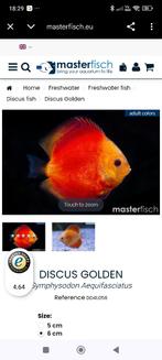 Discus golden, Dieren en Toebehoren, Vissen | Aquariumvissen, Vis, Zoetwatervis