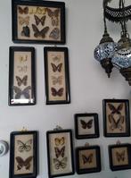 Vlinder collectie, Ophalen of Verzenden, Zo goed als nieuw
