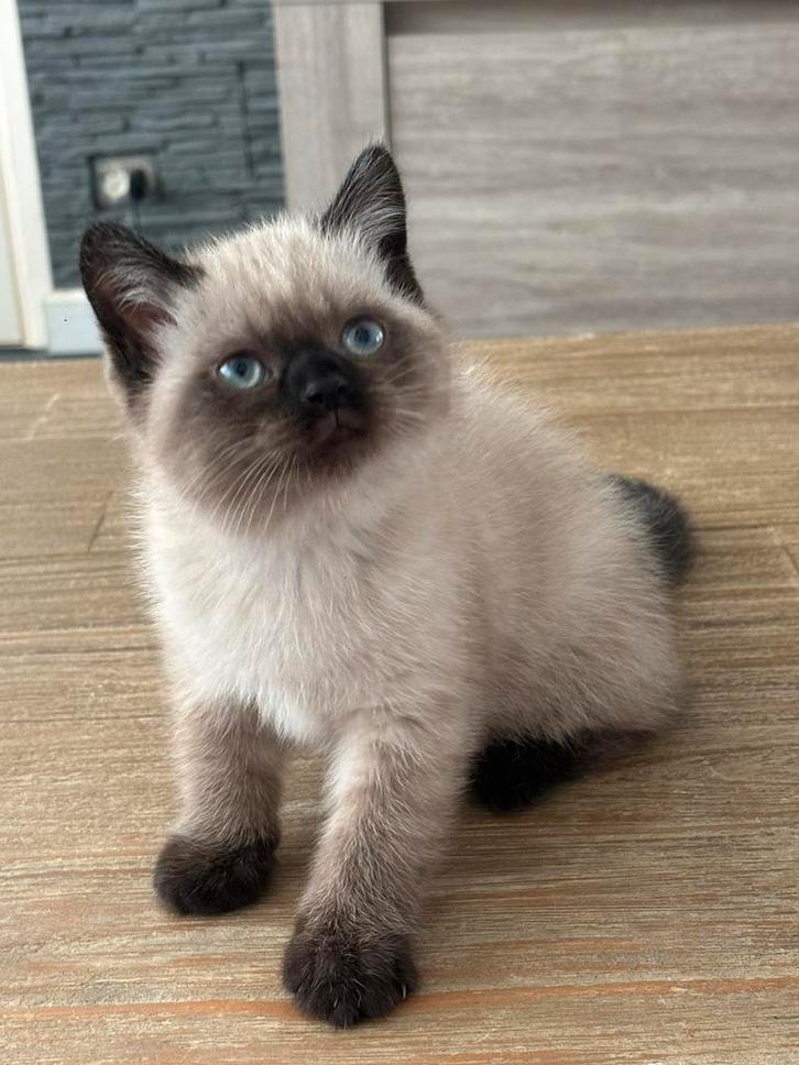Ragdoll kitten (nog een laatste kitten), Dieren en Toebehoren, Katten en Kittens | Raskatten | Langhaar, Meerdere dieren