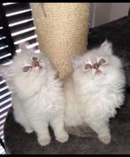 Ragdoll kittens, Meerdere dieren
