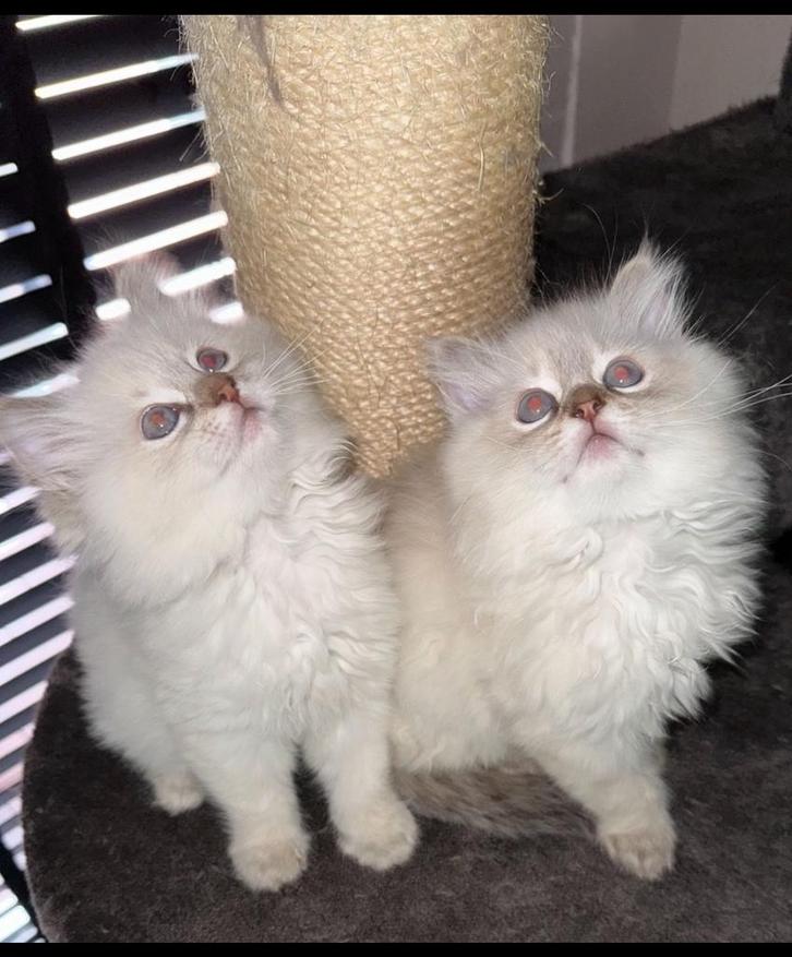 Ragdoll kittens, Dieren en Toebehoren, Katten en Kittens | Overige Katten, Meerdere dieren