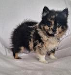 Super mooie gezonde pomeriaan pups. Ook merle en peach kleur, Dieren en Toebehoren, Overige rassen, 8 tot 15 weken, CDV (hondenziekte)