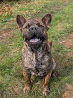 franse bulldog x chowchow teefje, Dieren en Toebehoren, 15 weken tot 1 jaar, Overige rassen, CDV (hondenziekte), Teef
