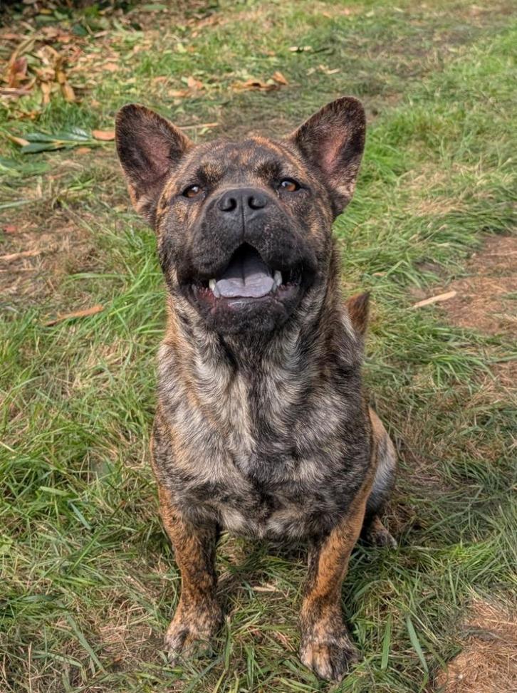 franse bulldog x chowchow teefje, Dieren en Toebehoren, Honden | Bulldogs, Pinschers en Molossers, Teef, Overige rassen, Fokker | Hobbymatig