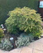 Japanse Esdoorn - Acer.  Palmatum Dissectum, Tuin en Terras, Planten | Bomen, Ophalen, Bloeit niet, Halfschaduw, Overige soorten