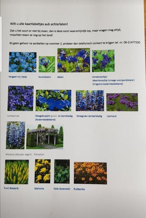 Biologische vaste tuinplanten en tevens aardbeienplanten, Tuin en Terras, Planten | Tuinplanten, Vaste plant, Overige soorten