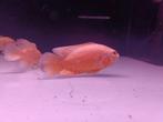 Diverse Pauwoogen 10/13cm, Vis