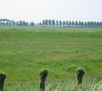 Weide te huur gezocht omgeving steenbergen/de heen voor 3 po, Dieren en Toebehoren, Stalling en Weidegang, Weidegang, 2 of 3 paarden of pony's