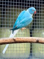 Halsbandparkiet koppel, Dieren en Toebehoren, Vogels | Parkieten en Papegaaien, Meerdere dieren, Parkiet, Geringd