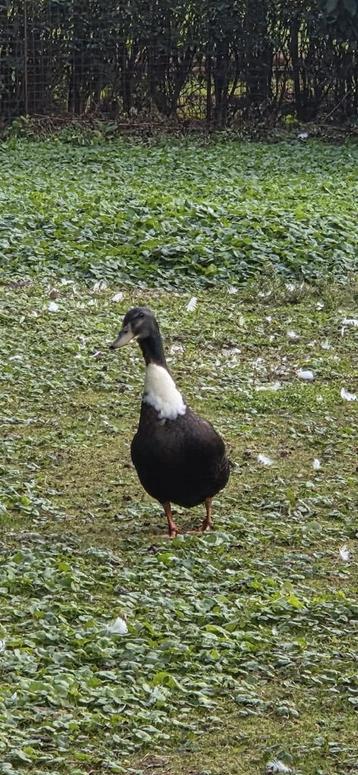 Knappe Pekingeend Loopeend man Donald van kinderboerderij!

 beschikbaar voor biedingen