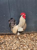 Fruitjoy zoekt een huisje! (Haan), Dieren en Toebehoren, Pluimvee, Mannelijk, Kip