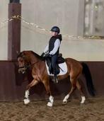 Talentvolle sport pony, Dieren en Toebehoren, Pony's, Ruin, Springpony, 3 tot 6 jaar, D pony (1.37m tot 1.48m)
