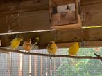 kanarie, Dieren en Toebehoren, Vogels | Kanaries, Mannelijk, Kleurkanarie