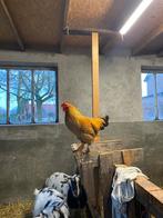 twee hanen te koop, Dieren en Toebehoren, Vogels | Kanaries, Mannelijk, Kleurkanarie